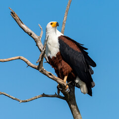 An African Fish Eagle sit majestically on a tree stump