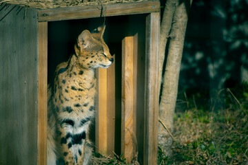 サーバルキャット