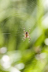 Spider on a web in the green garden background, Portugal
