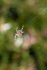 Spider on a web in the green garden background, Portugal
