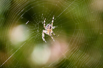 Spider on a web in the green garden background, Portugal

