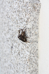 Big spider on a granite ledge on the wall