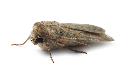 Single Hoplodrina ambigua moth isolated on white