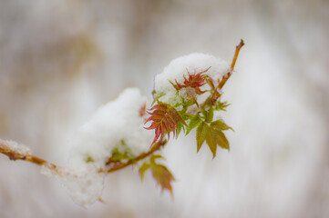 Snow covered branch in the spring with new growth.