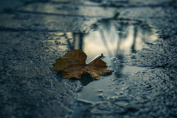 View of puddle with fallen leaf outdoors, closeup. Rainy autumn weather