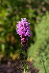 Liatris flowers in the garden