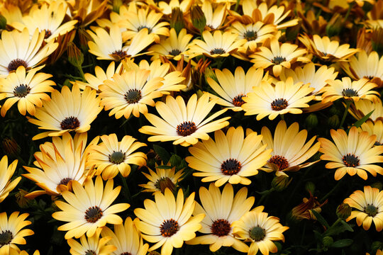 Beautiful yellow flowers background, Dimorphotheca ecklonis
