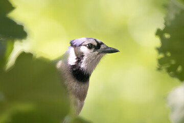 Obraz premium Peeking Blue Jay (Cyanocitta cristata). Bold and curious the Jay observes its surrounds though a tangle of leaves and branches. Minnesota