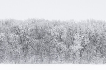 Fine Line of Hoarfrost.  A stand of trees coated in layer of ice and frost. Winter bitter cold, mist and fog.