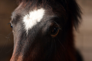 Adorable black horse on dark background, closeup. Lovely domesticated pet