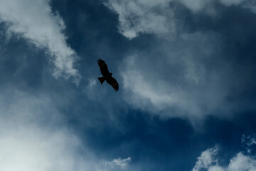 a hawk flying freely in the sky