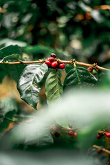 Coffee plant fresh beans
