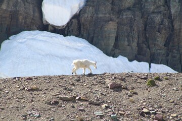 Mountain Goats and good times in Glacier 