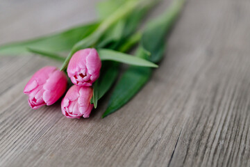 Pink tulips lie on a wooden surface. Spring background with flowers. Valentine's day card.