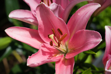 Fototapeta premium Close up of pink lily in the garden, Portugal