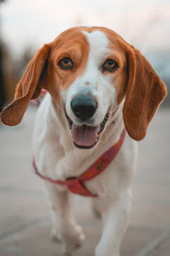 perro beagle feliz amigable