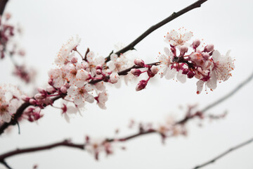 Flowering plum tree in spring, Portugal