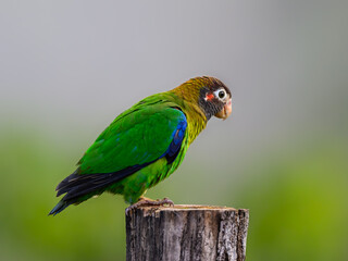 Brown-hooded Parrot portrait on fence post in Costa Rica