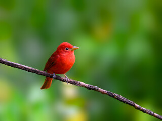 Summer Tanager perched on stick  against  green background in Costa Rica