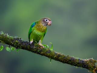 Brown-hooded Parrot portrait on mossy stick against dark green background