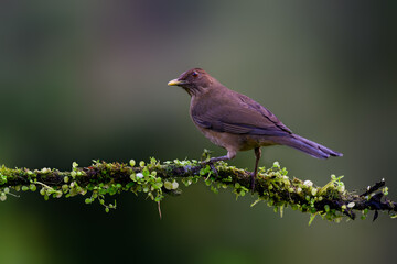 Clay-colored Thrush portrait on mossy stick against dark green background