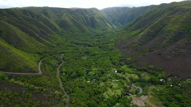 Aerial tilt up reveal of sprawling tropical forest in Hawaii. Drone shot of lush green plants in Halawa Valley on Molokai island.