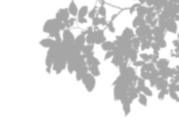 背景イラスト_木漏れ日