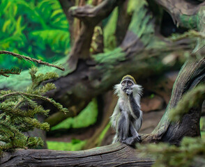 A green monkey (CHLOROCEBUS SABAEUS) in the primate enclosure of the city zoo. The concept of animal protection.