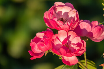 Close-up of a pink rose on green background