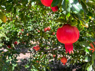 Tree with pomegranates on farm, closeup