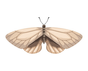 beauty white moth insect