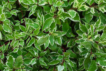 Fototapeta na wymiar Beautiful bush with green and white leaves in park, closeup