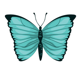 blue light butterfly insect