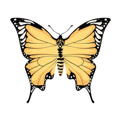 yellow light butterfly insect