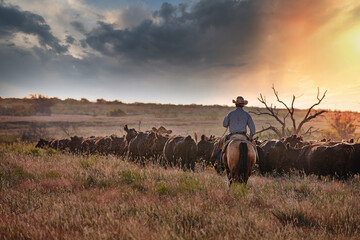 Texas Cowboy - obrazy, fototapety, plakaty