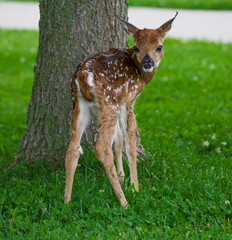 Naklejka na ściany i meble deer in the grass