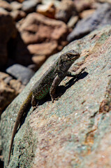 Lagartija en la roca