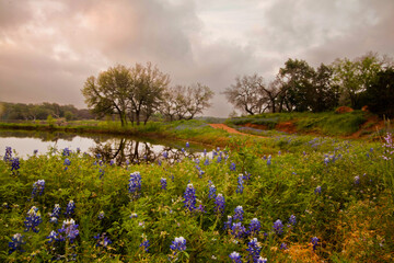 Fototapeta premium Texas Bluebonnets 
