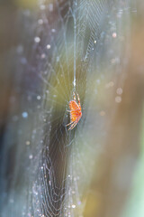 Spider on a spider web with blurred background