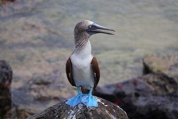 Blue footed boobie on the rocks