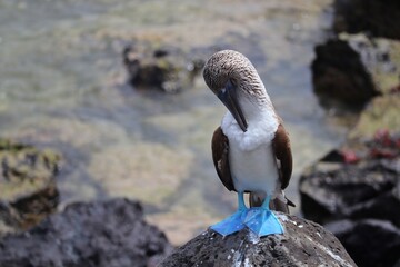 Blue footed boobie preening 