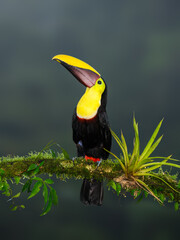 Yellow-throated Toucan portrait on mossy stick against dark green background