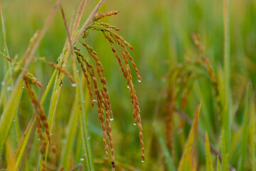 Rice field