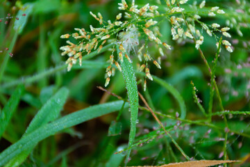 Dewdrops on grass