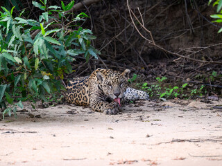 Fototapeta na wymiar Wild Jaguar lying down on river's sandbank in Pantanal, Brazil