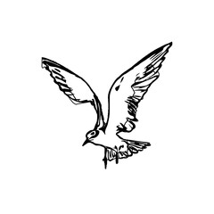 black and white sketch of a flying bird with transparent background