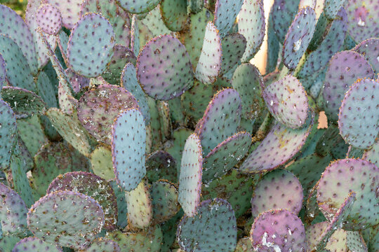 Desert prickly pair pink and purple cactus with green texture and visible spikes in late afternoon desert sun in arizona