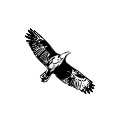 black and white sketch of a flying bird with transparent background