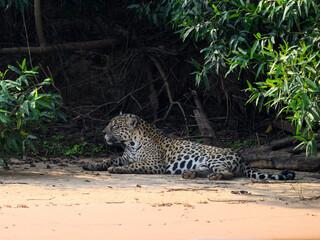 Wild Jaguar lying down on river's sandbank in Pantanal, Brazil