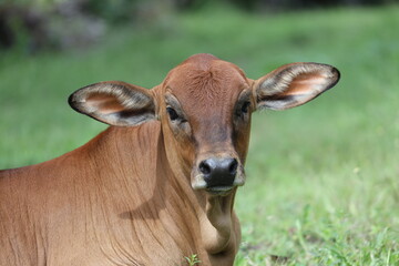 cow grass 